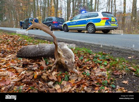 Roadkill deer dead killed hi-res stock photography and images - Alamy