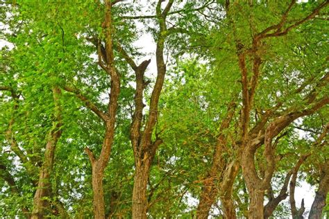 Sampaloc Tamarind Tree in Batangas, Philippines Stock Photo - Image of ...