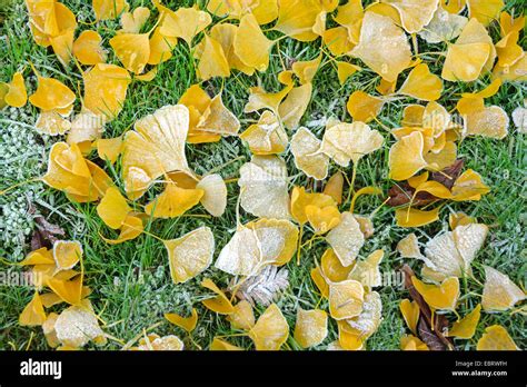 Gingko leaves hi-res stock photography and images - Alamy