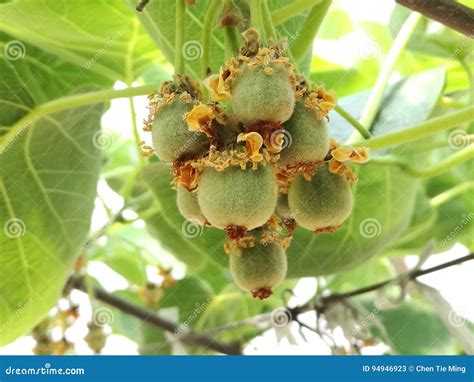 Red kiwi fruit stock image. Image of trace, kinds, minerals - 94946923