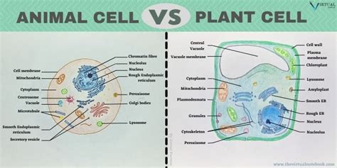 Plant cell VS Animal Cell: similarities, differences - The Virtual Notebook