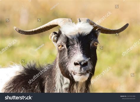 Cute Billy Goat Portrait Domestic Animal Stock Photo 1537321490 ...