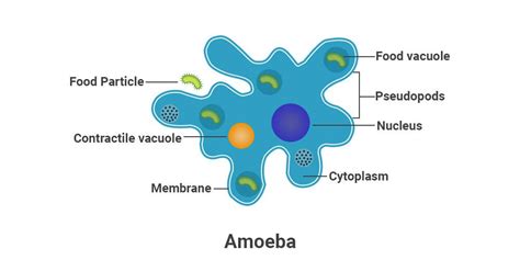 What is Amoeba? Definition, Structure, Classification, Nutrition - GeeksforGeeks