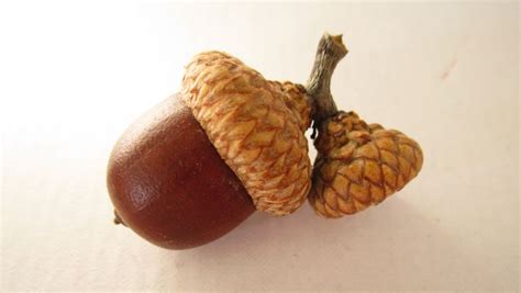 Acorn Coffee - An Energy Booster and a Protector of the Brain | Top ...