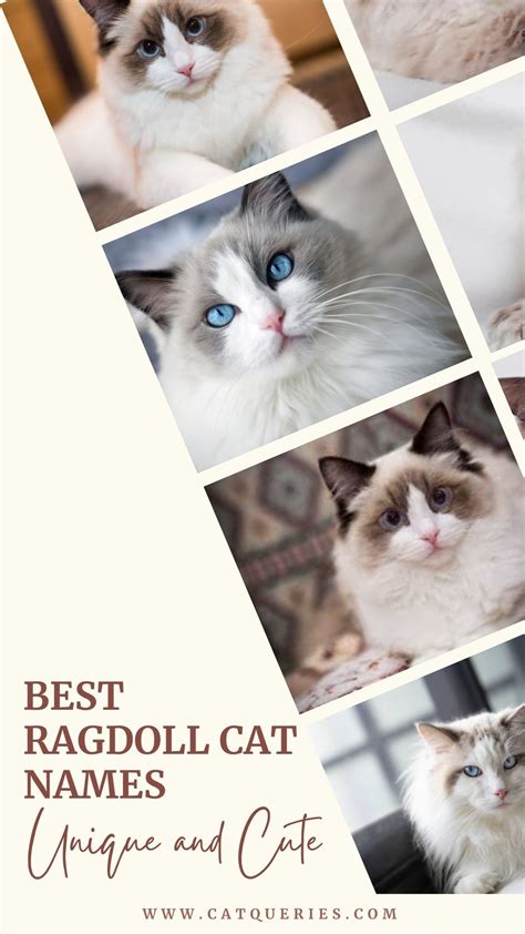 Best Ragdoll Cat Names: Unique and Cute Options for Your Pet - Cat Queries