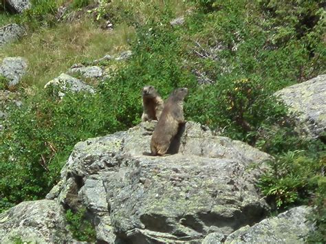 Days on the Claise: Alpine Marmots