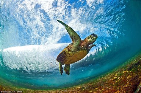 Clark Little photographs the endangered Hawaiian green sea turtle | Salt water fishing, Sea ...