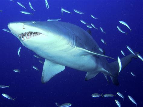 Floating Tiger shark photo and wallpaper. Cute Floating Tiger shark pictures