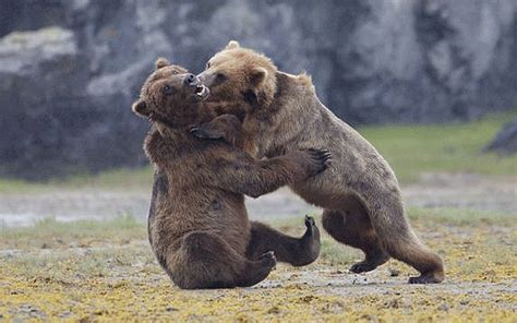 Bear fight turns into bear hug