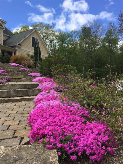 Creeping phlox ~ amazing ground cover with vibrant color for weeks ...