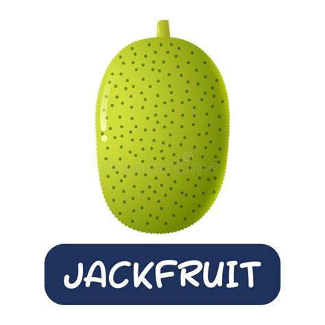 Cartoon Jackfruit Fruit Vector Isolated on White Background Stock ...