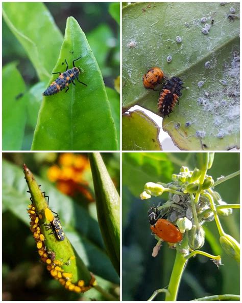 Organic Aphid Control: 9 Ways to Get Rid of Aphids ~ Homestead and Chill