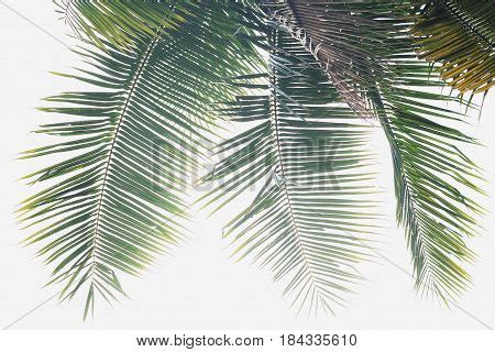 Coconut Palm Leaves Image & Photo (Free Trial) | Bigstock