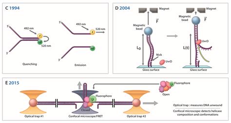 Describe the Function of Helicase in Your Own Words.