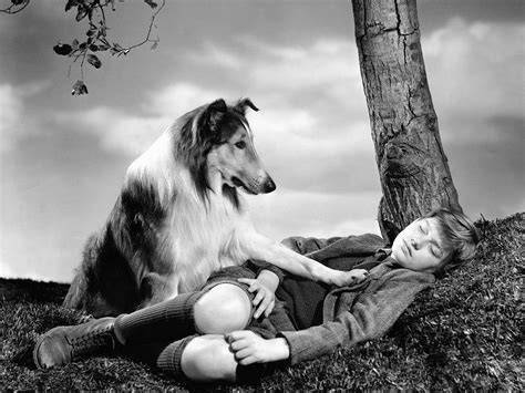 The Lassie effect: Movies drive our preference for certain dog breeds ...