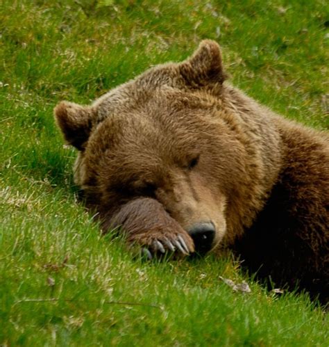 Ąrŋiƙą — beautiful-wildlife: Sleeping Bear by René Lutz | Animals ...