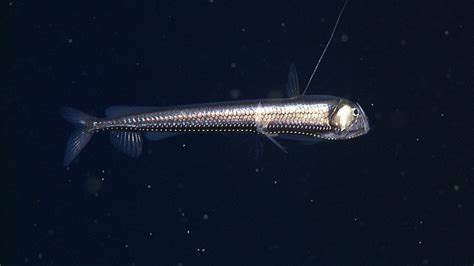 Pacific viperfish - MBARI