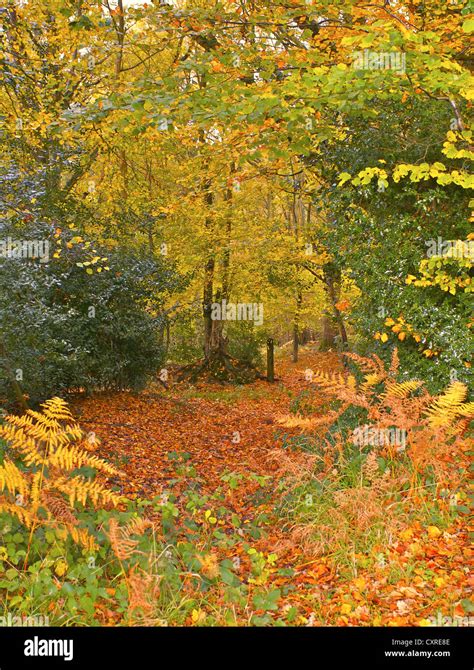 English woodlands in Autumn Stock Photo - Alamy