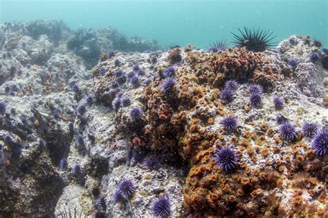 Kelp Forests - Channel Islands National Park (U.S. National Park Service)