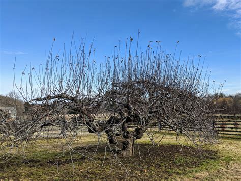 Old Apple Tree Orchard