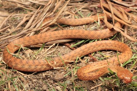 Brown Tree Snake - South East Snake Catcher - Gold Coast