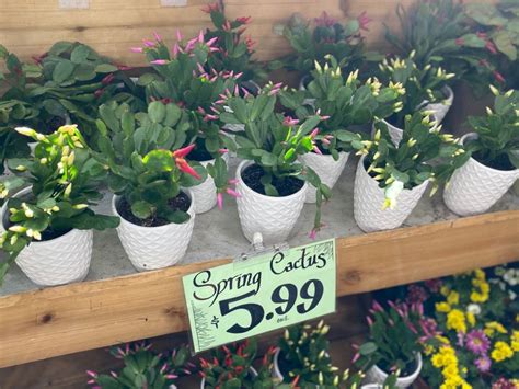 Potted Shamrock Plants Only $4.99 at Trader Joe's