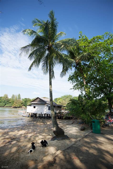 Pulau Ubin, Cycling & Chek Jawa Wetlands Inclusive Lunch - Klook Việt Nam