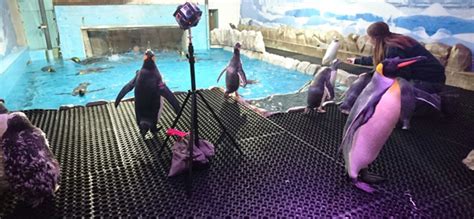 360 video: Hang out with the penguins at Ski Dubai - What's On Dubai