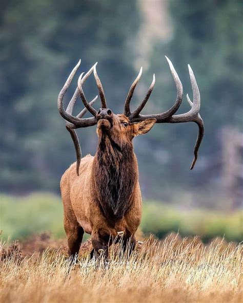 Pin on Hunting | Bull elk, Wild animals photography, Elk pictures