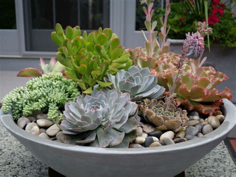 How to Plant Your Own Succulent Bowl | World of Succulents