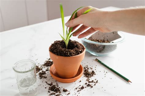 How to Propagate a Spider Plant from Cuttings