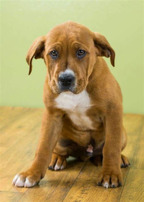 My sweet boxer/ lab mix puppy at 8 weeks old | Lab mix puppies, Boxer lab mix puppies, Lab mix