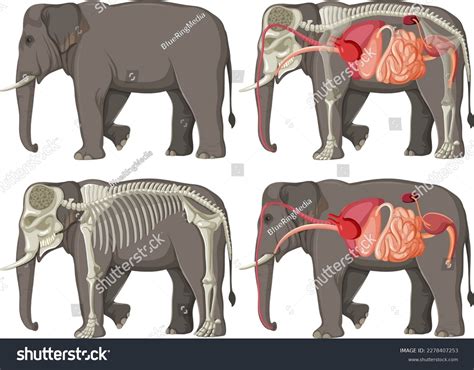 Internal Organs Anatomy Elephant Illustration Stock Vector (Royalty ...