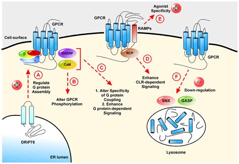 IJMS | Free Full-Text | G Protein-Coupled Receptors: What a Difference a ‘Partner’ Makes | HTML