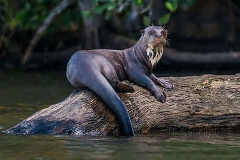 The Characteristics, Behavior, and Habitat of the Otter - My Animals