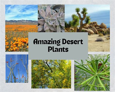 Desert Plants Pictures And Names