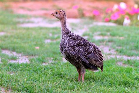 Raising Healthy Turkey Poults 101 | Blain's Farm & Fleet Blog