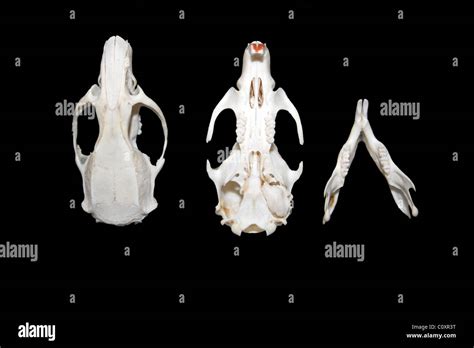 Rattus norvegicus anatomy immagini e fotografie stock ad alta ...