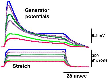 Chapter 4 - Receptor Properties: Receptor Potentials and Coding