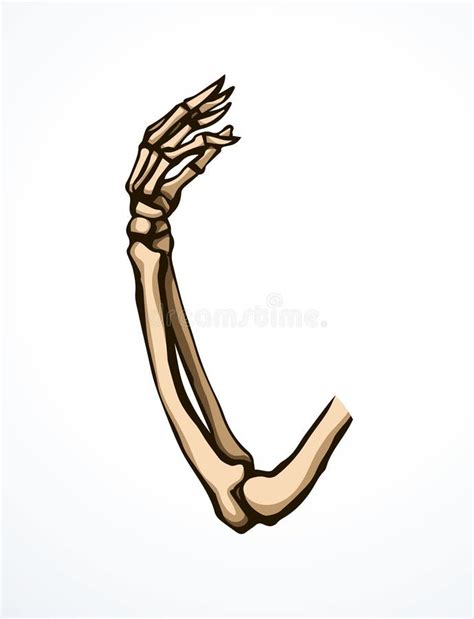 Vector Drawing. Bones of the Arm and Shoulder Stock Illustration - Illustration of healthy ...