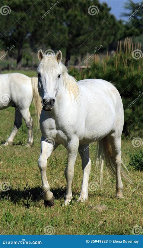 Horses In Camargue, France Stock Photos - Image: 35949823