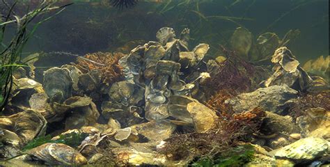 Man-made Oyster Reef Near Key Bridge is Thriving - Chesapeake Bay ...