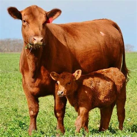 Red Angus cow and calf. | Cow calf, Beef cattle, Barnyard animals