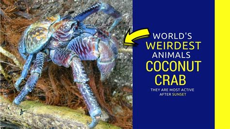 Coconut Crab facts for kids Intrusting Information about coconut crab mating - YouTube