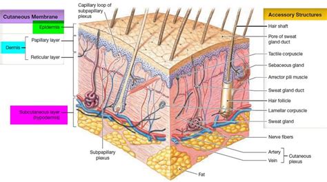 skin structure and layers | Integumentary system, Skin structure ...