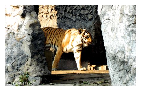 Alipore Zoological Garden by Oursamyatra | Zoological garden, Zoo, Animals