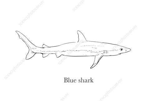 Blue Shark Drawing