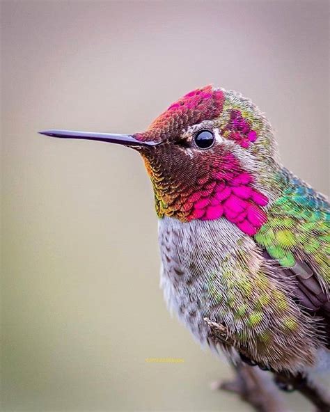 Beautiful little bird 💕💕 #exoticbirds | Hummingbird pictures, Hummingbirds photography, Bird ...