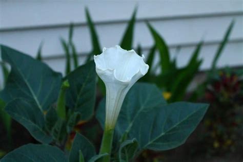 Create a Glowing Moon Garden with White Plants and Flowers | HGTV