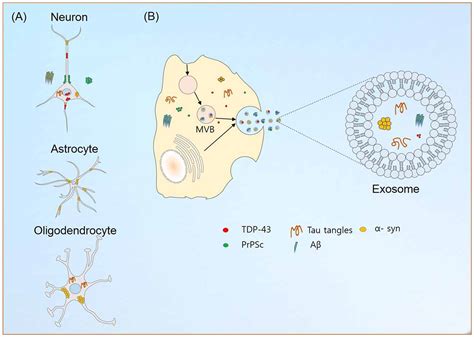 Insights of exosomes in neurodegenerative diseases | Exosome RNA